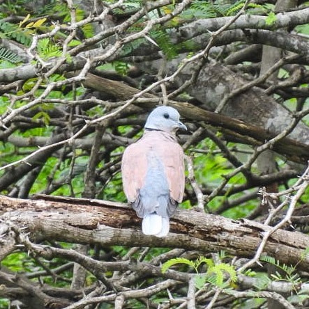 Red Collared-Dove - ML373186951