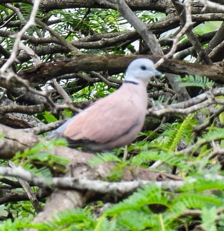 Red Collared-Dove - ML373186961