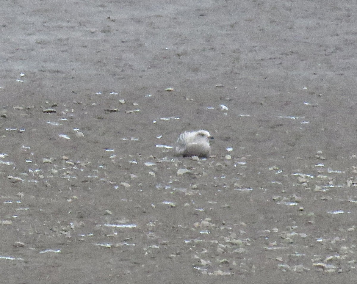 Iceland Gull (Thayer's) - ML373187541