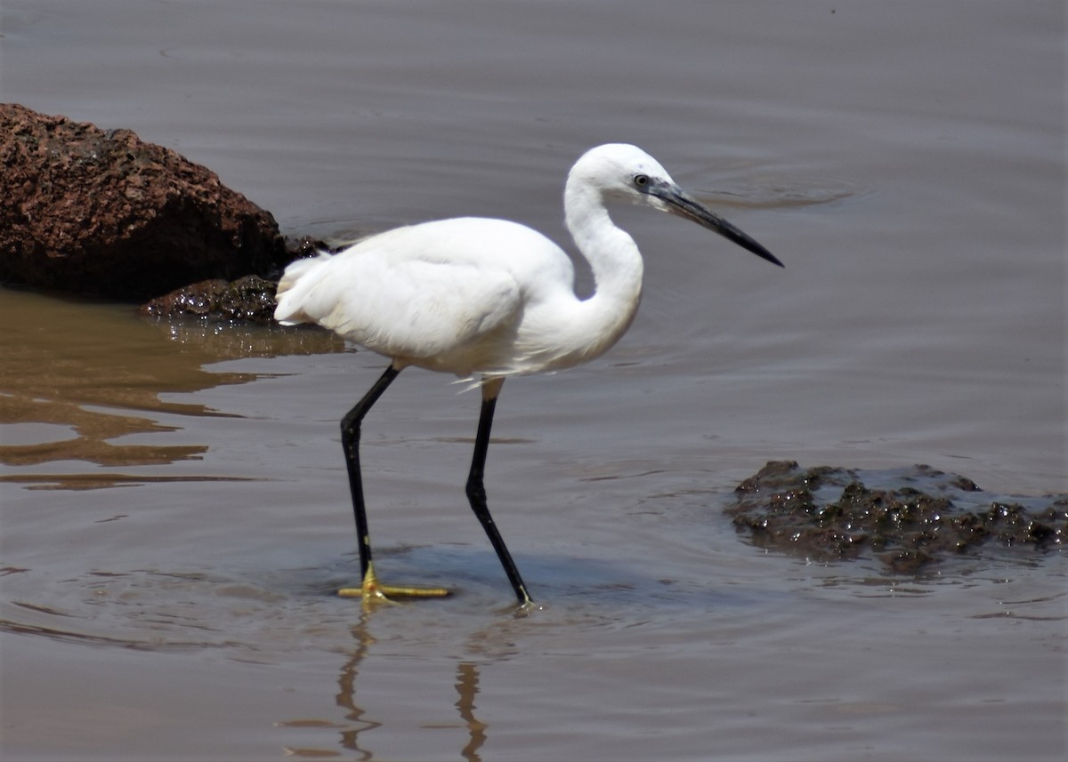 Little Egret - ML373188511