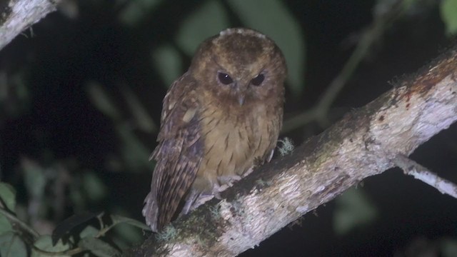 Cinnamon Screech-Owl - ML373190001