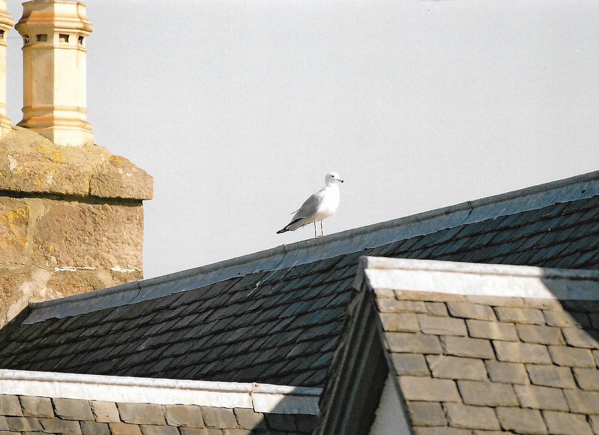 Ring-billed Gull - ML37319051