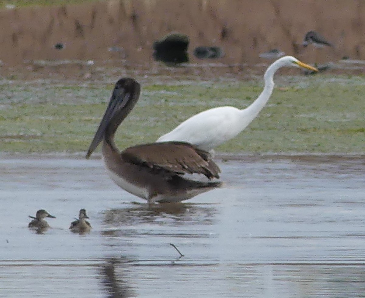 Brown Pelican - ML373190931