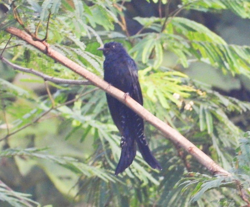 Fork-tailed Drongo-Cuckoo - ML373191611