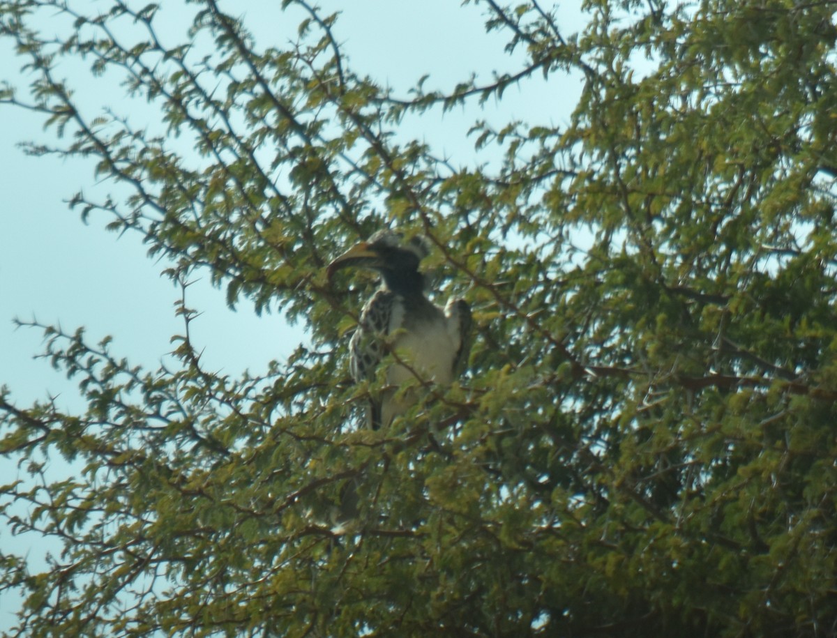 African Gray Hornbill - ML373193331