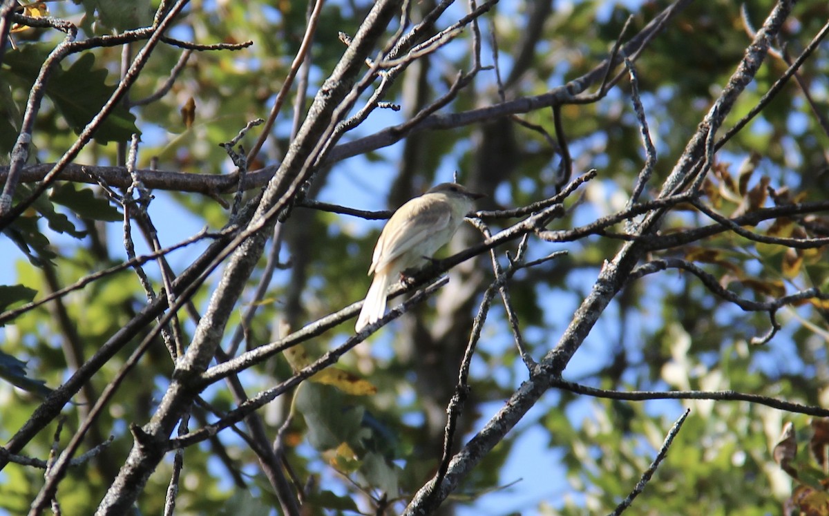 new world flycatcher sp. - ML373194471