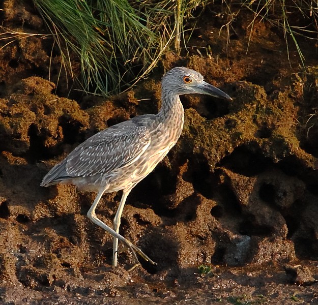 Yellow-crowned Night Heron - ML373195231