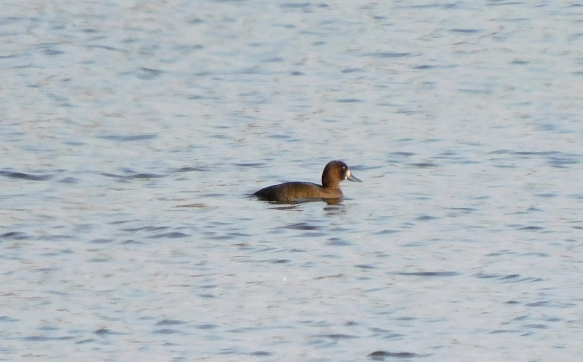 Greater Scaup - ML373195551