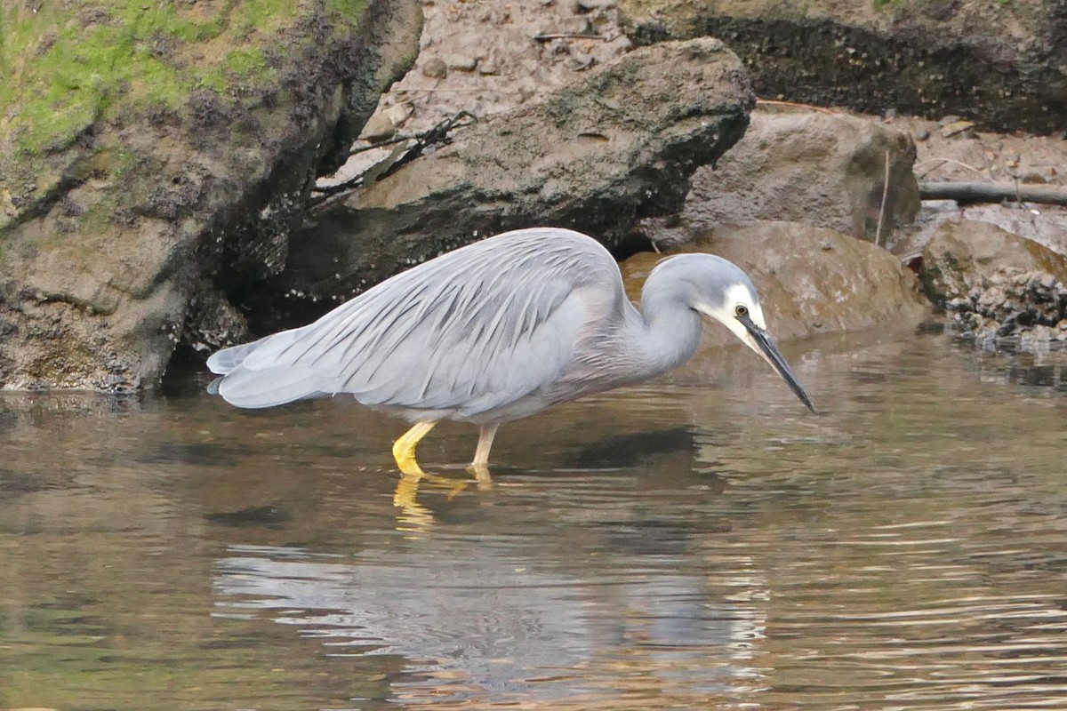 White-faced Heron - ML373195561