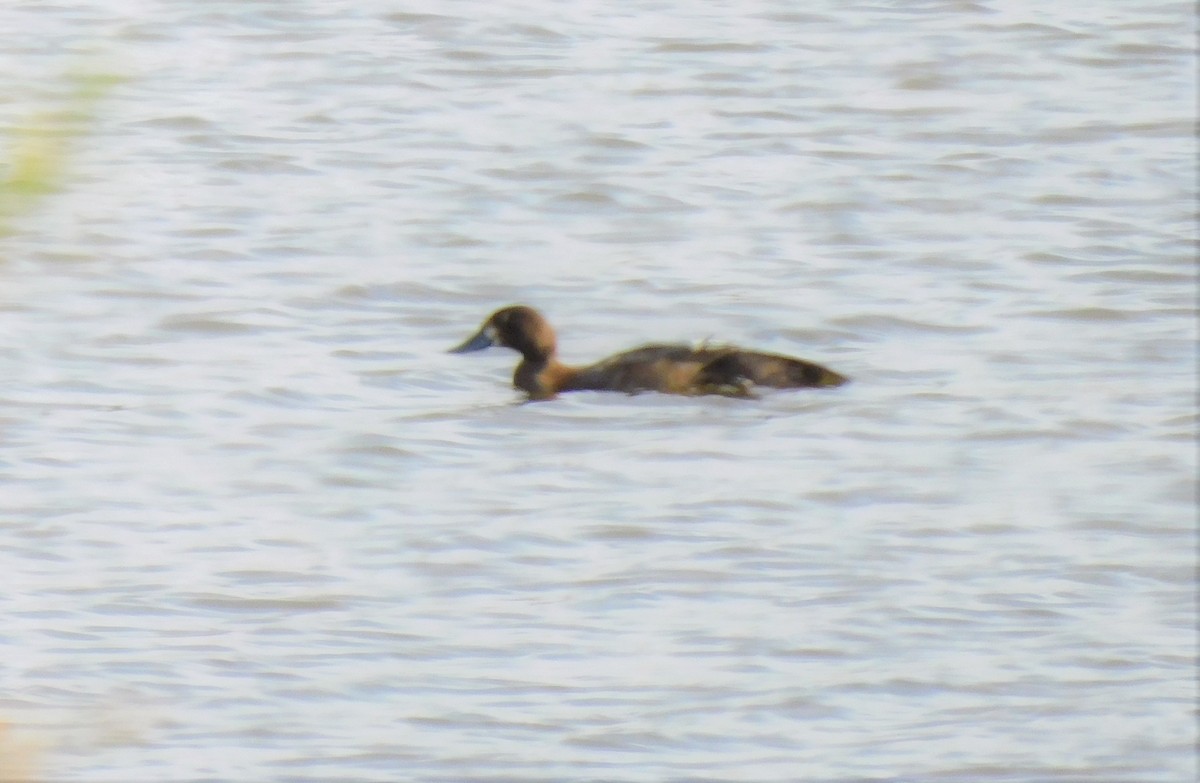 Greater Scaup - ML373195591