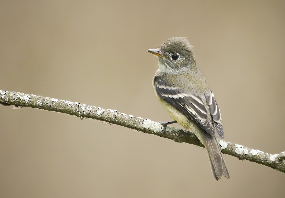 Least Flycatcher - ML373195871