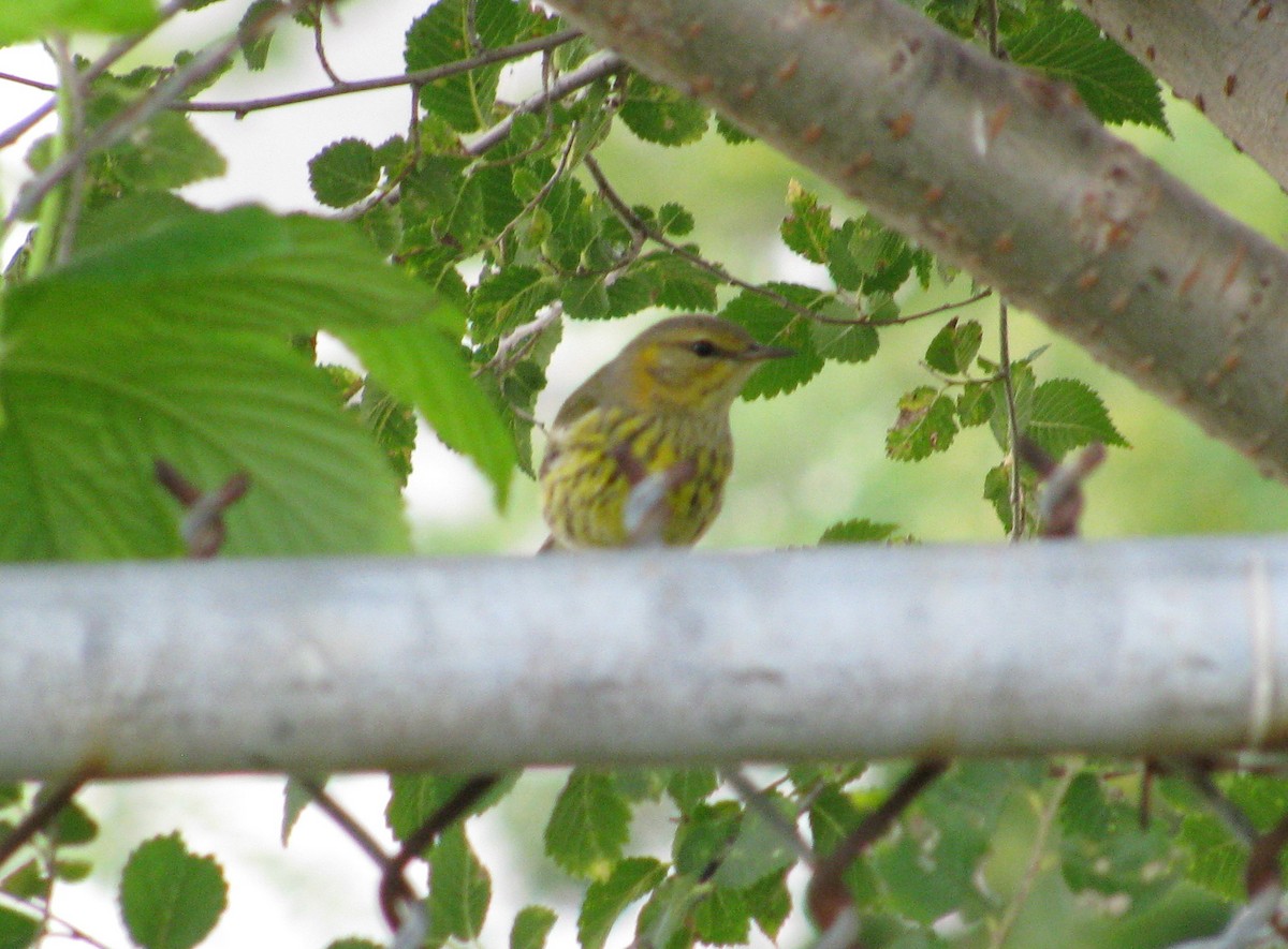 Cape May Warbler - ML37320011