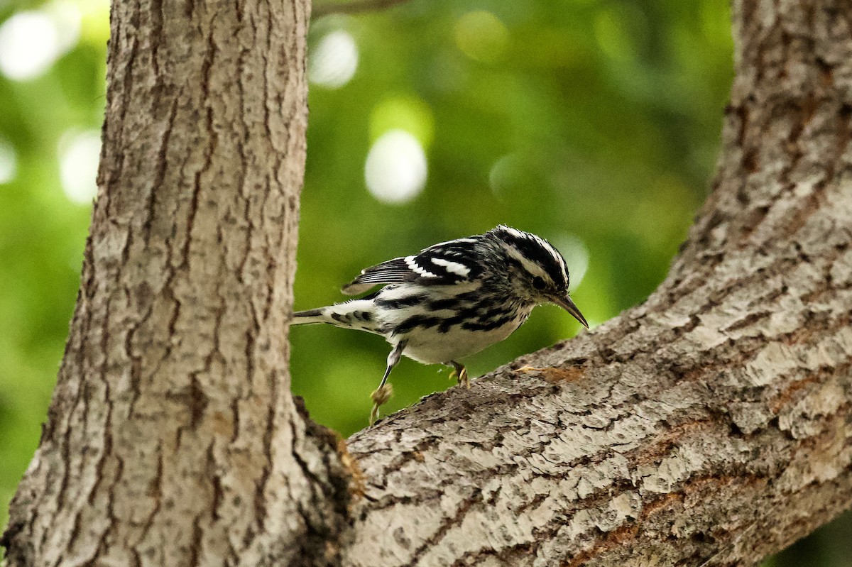 Black-and-white Warbler - ML373200531