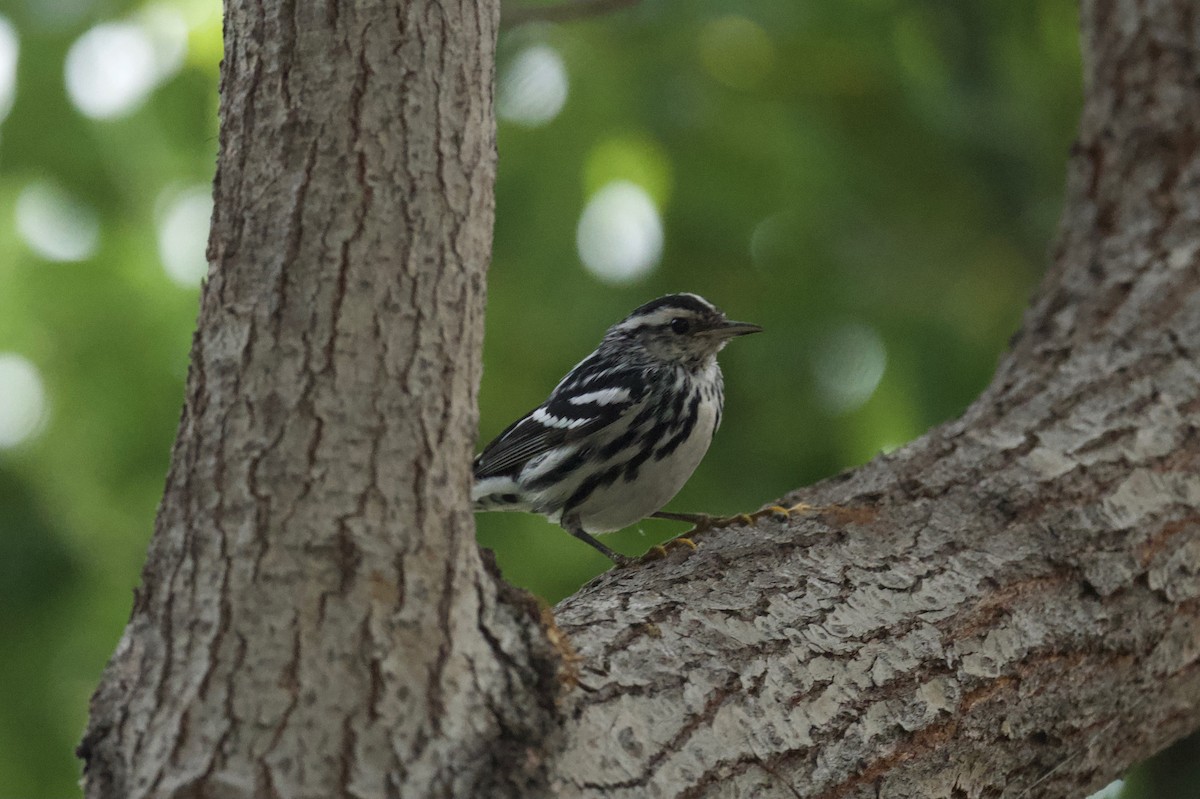 Black-and-white Warbler - ML373200541
