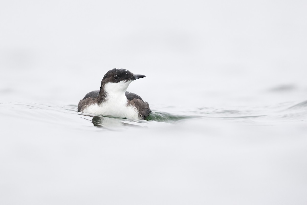 Craveri's Murrelet - Thomas Ford-Hutchinson