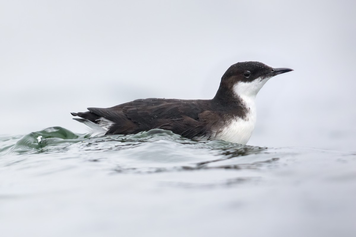 Craveri's Murrelet - ML373201821