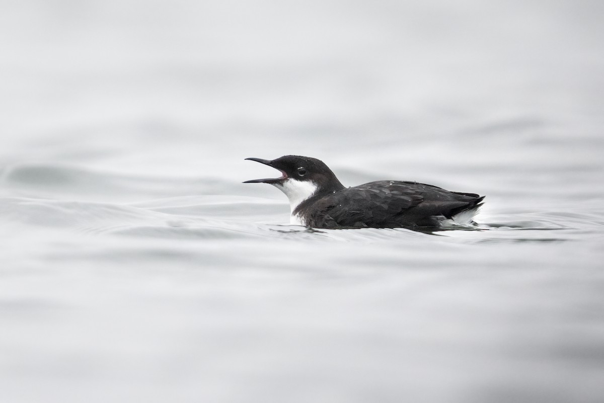 Craveri's Murrelet - ML373201831