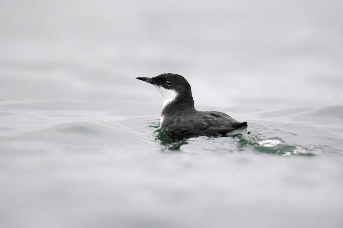 Craveri's Murrelet - Thomas Ford-Hutchinson