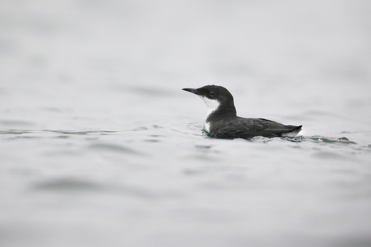 Craveri's Murrelet - ML373202051