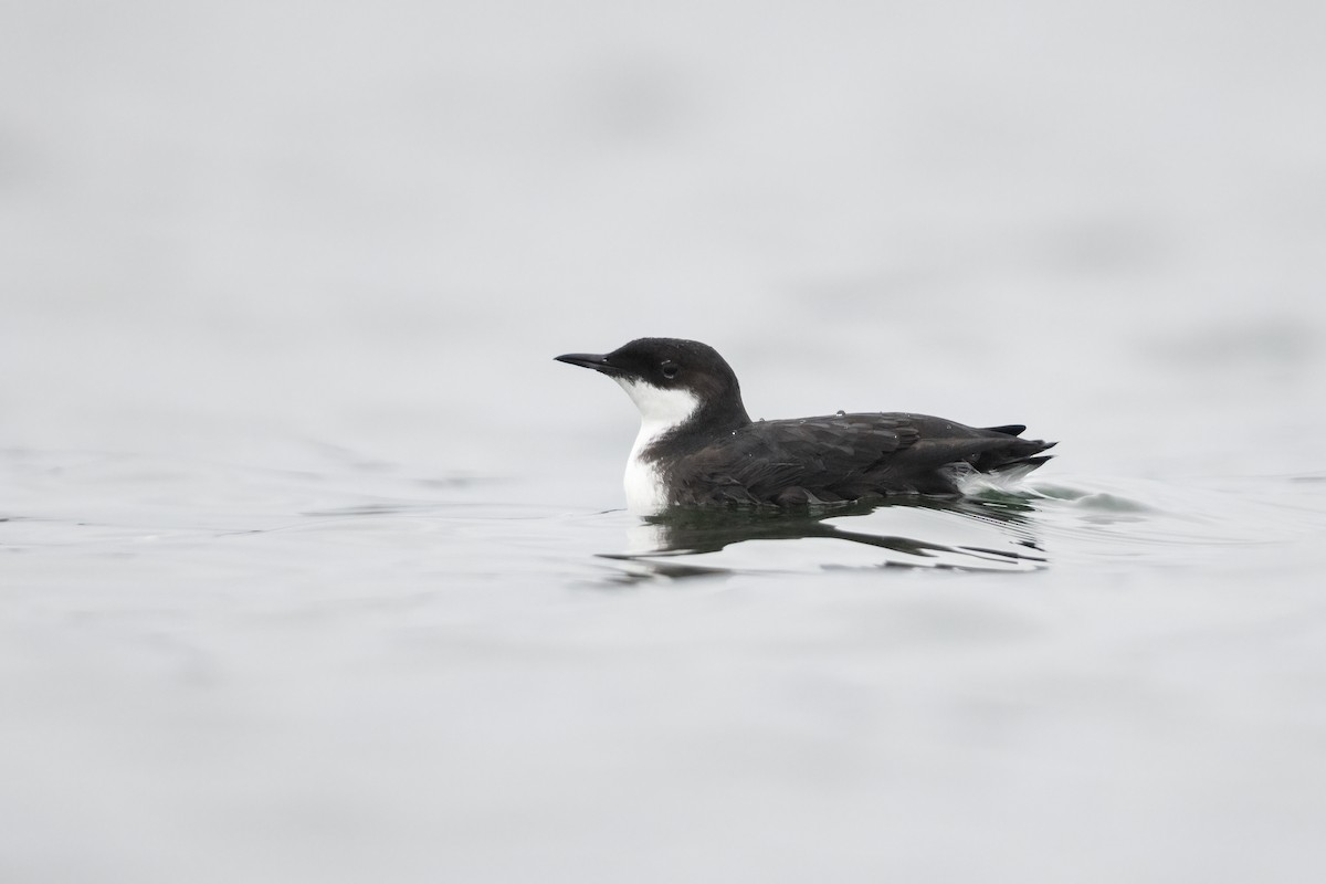 Craveri's Murrelet - Thomas Ford-Hutchinson