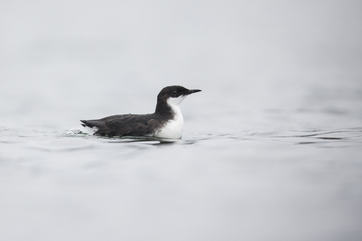 Craveri's Murrelet - ML373202351