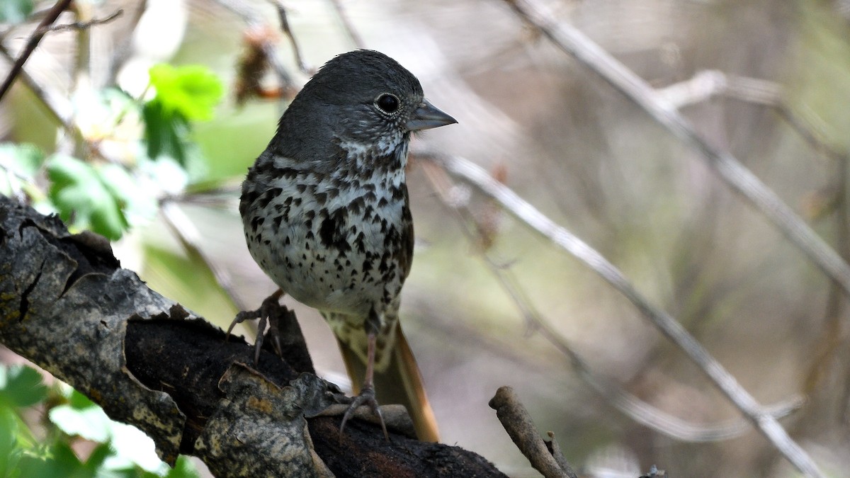 Fox Sparrow - ML373202371