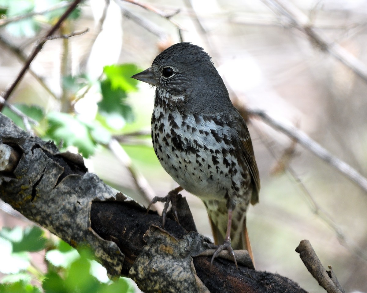 Fox Sparrow - ML373202381