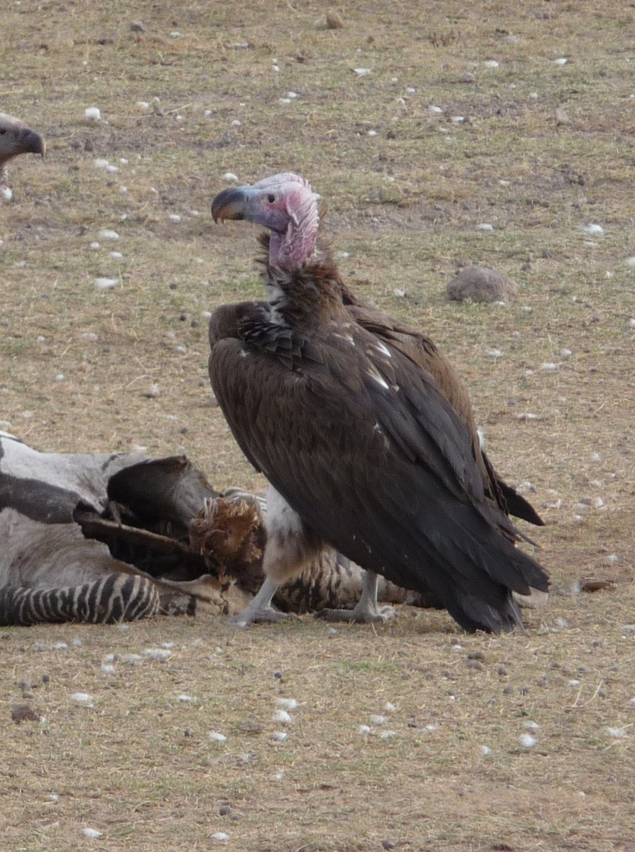 Lappet-faced Vulture - ML373204311