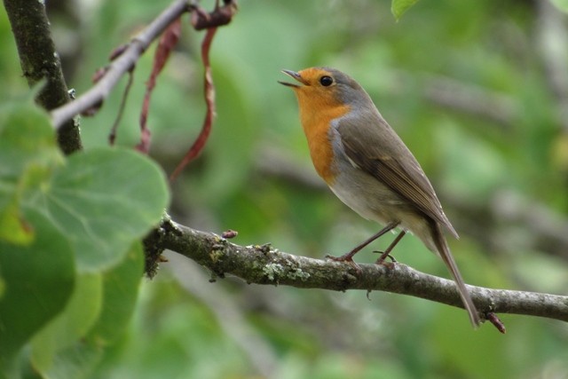 European Robin - ML37320441