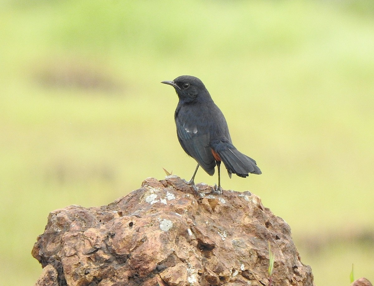 Indian Robin - Afsar Nayakkan