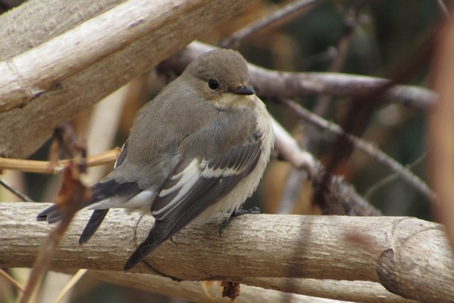 European Pied Flycatcher - ML37320491