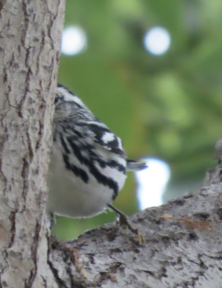 Black-and-white Warbler - ML373206431