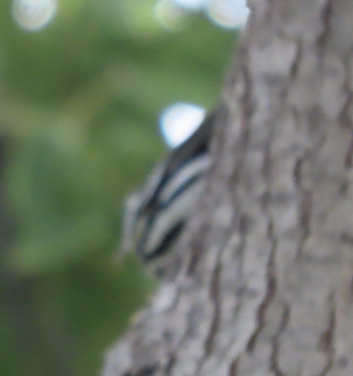 Black-and-white Warbler - ML373206441