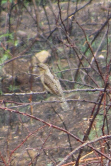 Eurasian Wryneck - ML37320711