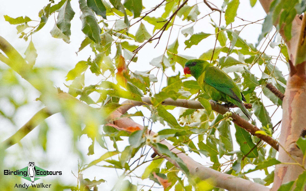 Weber Loriketi - ML373207301