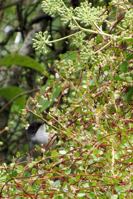 Sardinian Warbler - ML37320731