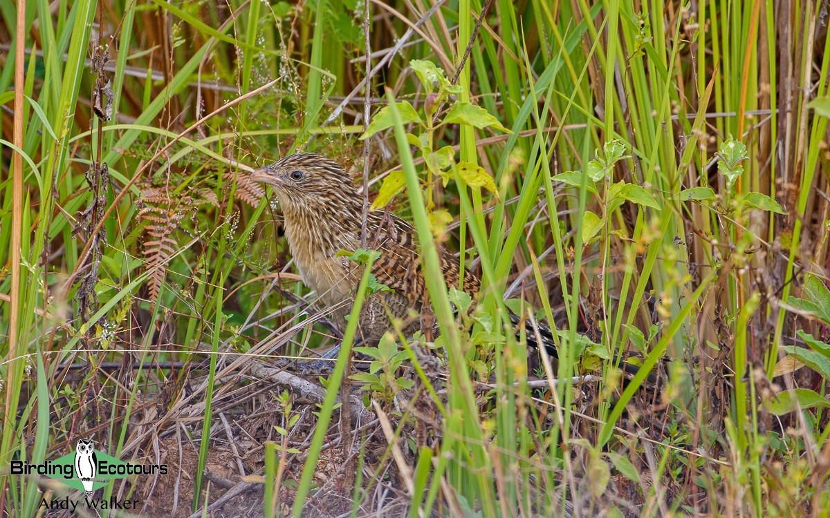 Lesser Coucal - ML373207521