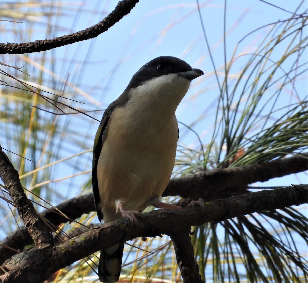 White-browed Shrike-Babbler (Himalayan) - ML373209551