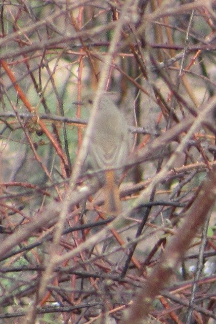 Common Redstart - ML37320971