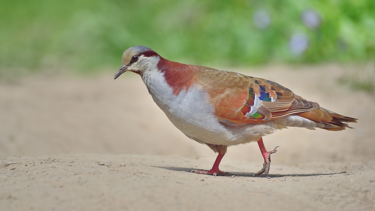 Brush Bronzewing - Ken Tay