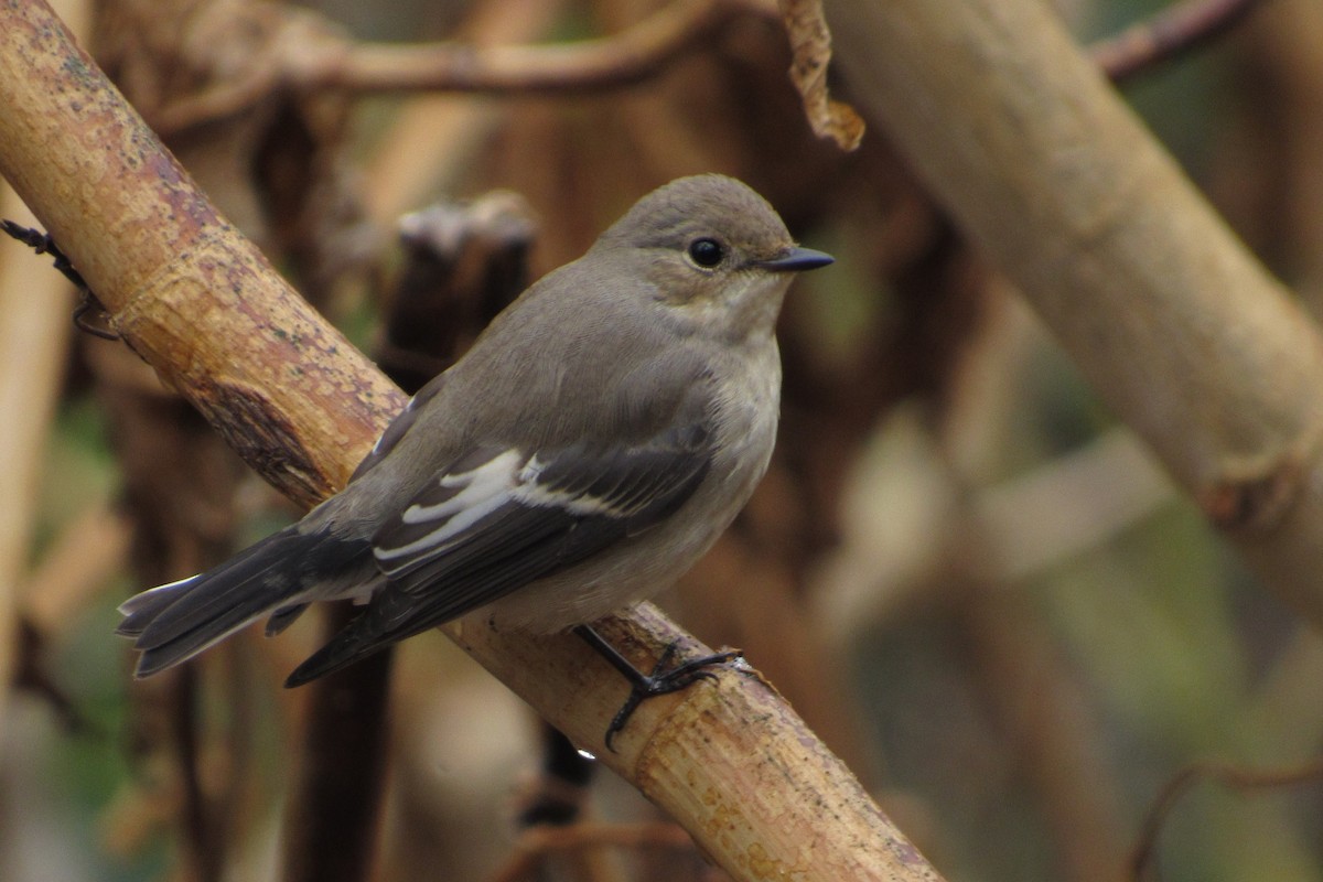 European Pied Flycatcher - ML37321121