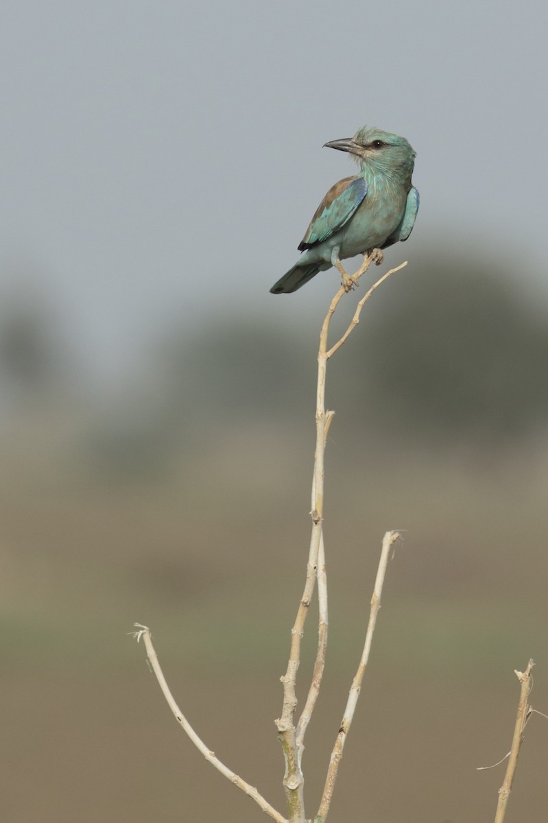 European Roller - ML373211251