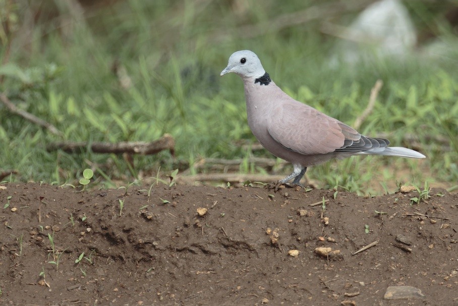 Red Collared-Dove - ML373211511