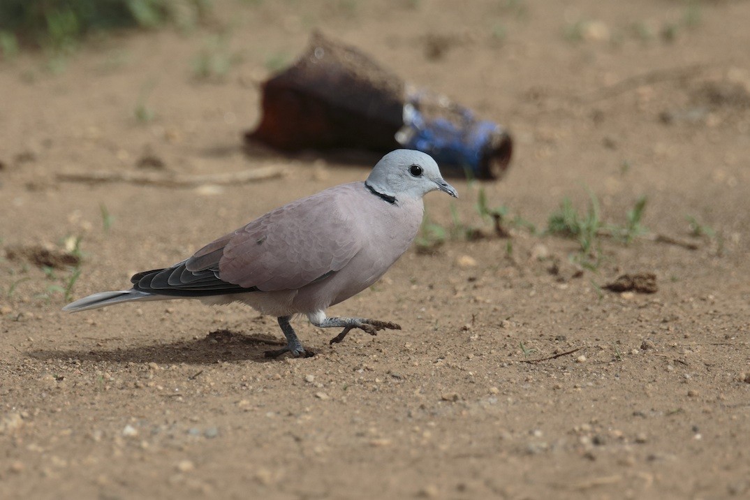 Red Collared-Dove - ML373211521