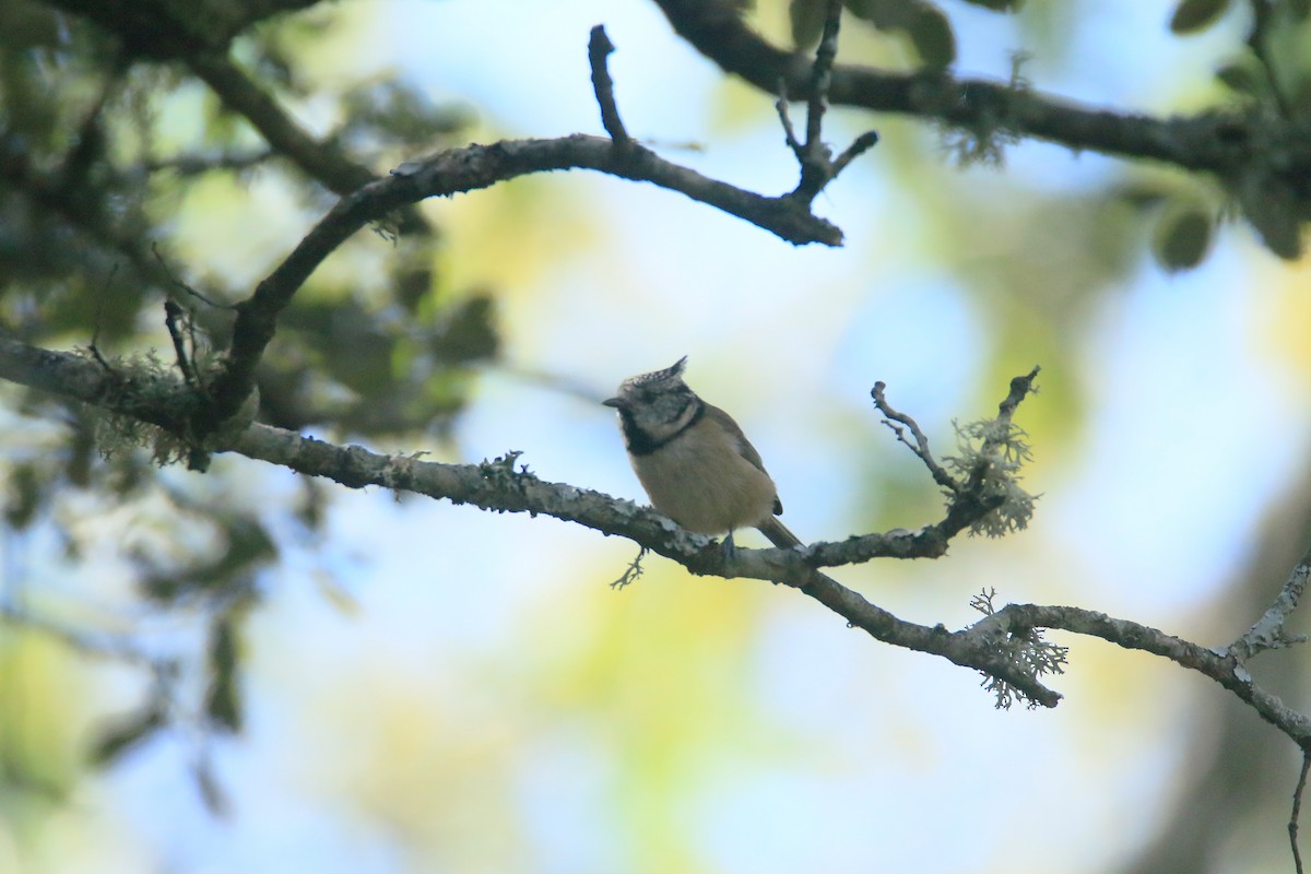 Crested Tit - ML373212641