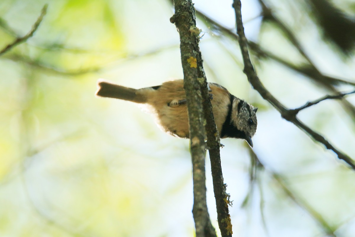 Crested Tit - ML373212651