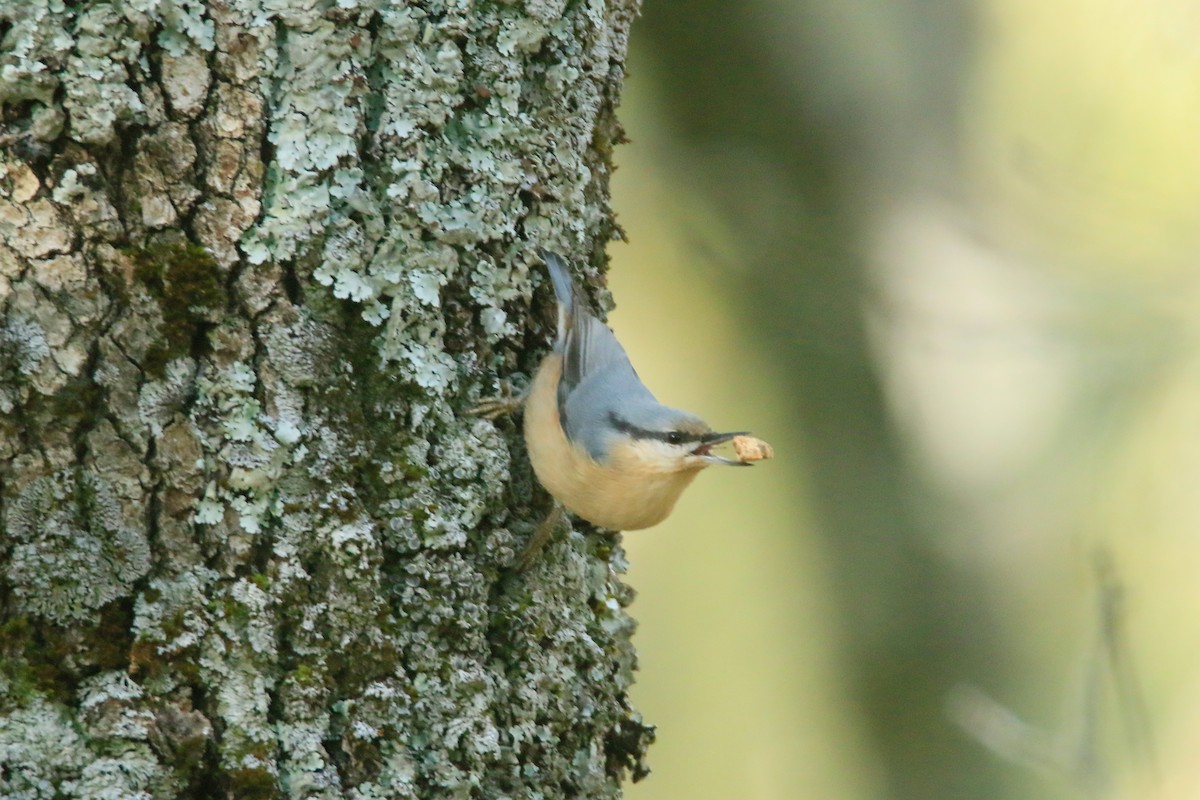 Eurasian Nuthatch - ML373212741