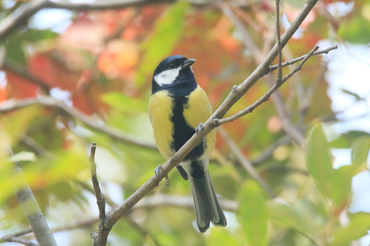 Great Tit - ML373212771