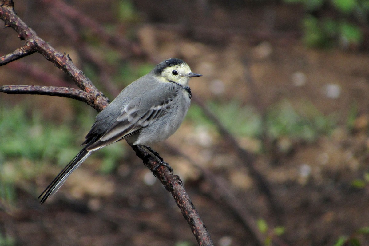 White Wagtail - ML37321291