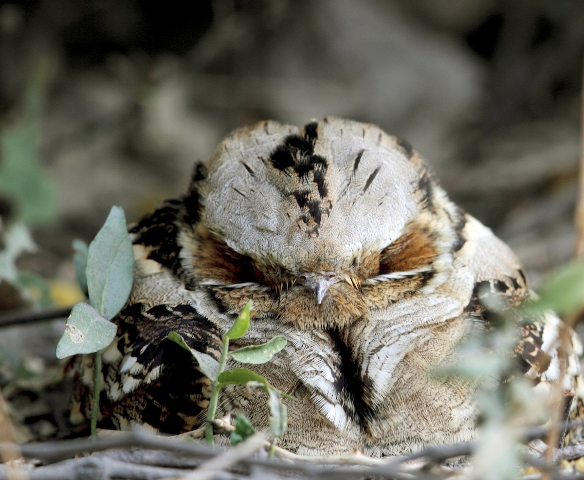 Large-tailed Nightjar - ML373214441